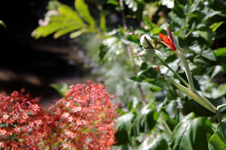 Tahiti janv 09 050.jpg